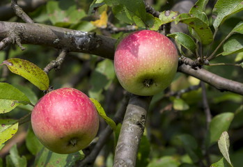 Ripe fruits of apples on a tree branch