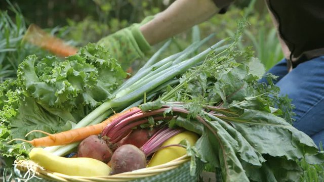 A gardener adds carrots fresh from her garden to a basket with other freshly picked vegetables.