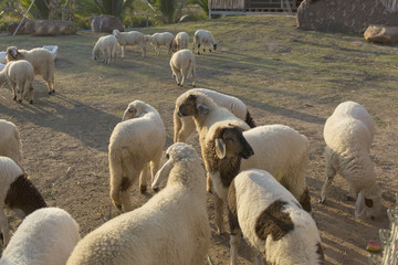 Fototapeta premium Sheep farm