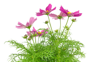 Mexican aster, Cosmos, bipinnatus isolated on white background