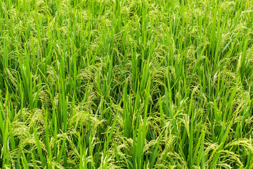 Rice field on the green grass background.