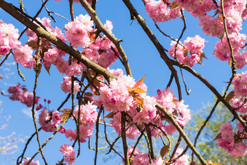 Against blue sky: Japanese flowering cherry tree blooming in Apr