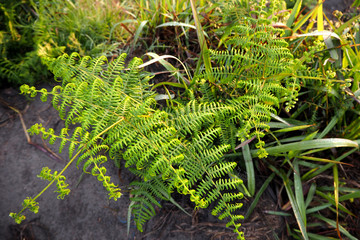 green plant