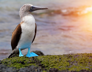 Blue footed booby at Galapagos