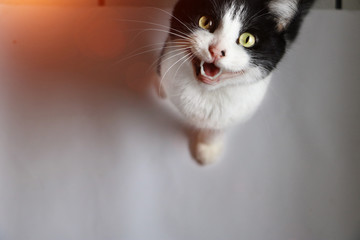 Little cat meows at the camera with open mouth.