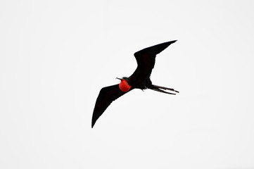 Magnificent Frigatebird