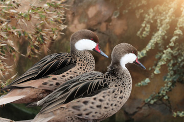 Two beautiful ducks with red beak.