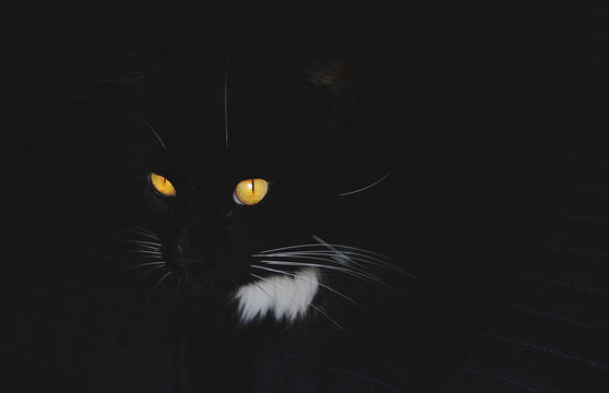 Black cat with striking orange eyes.