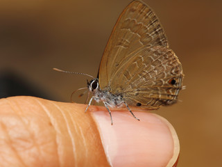 Selective focus of brown butterfly on finger.