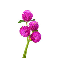 Fototapeta premium Globe amaranth beauty flower in white background