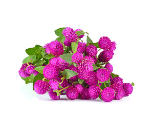 Globe amaranth beauty flower in white background