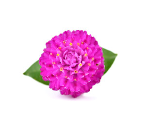 Globe amaranth beauty flower in white background