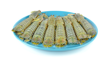 Mantis Shrimp on the white background