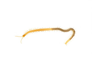 Centipede of the genus Geophilus isolated on white background