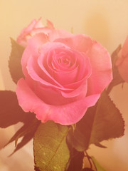 pink rose, vintage filter effect