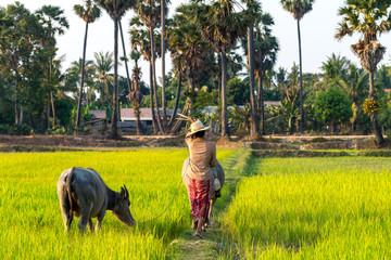 Fototapeta premium Buffalo in Rice field Siem Reap, Cambodia Apr 2016