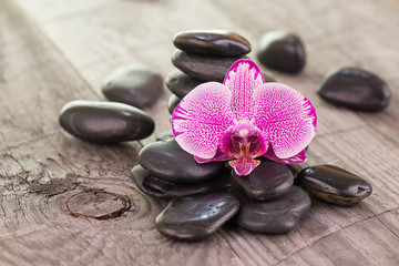 Fototapeta na wymiar Fuchsia Phalaenopsis orchid and black stones on weathered wooden background 