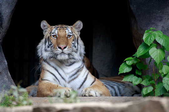 Tiger looking.