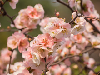 Branch of pink cherry blossom in Japan