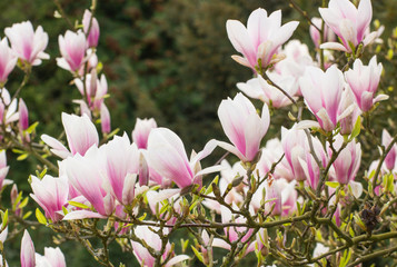 Blooming colorful magnolia flowers in sunny garden or park, springtime
