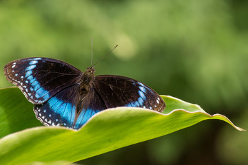 Common Eggfly blue butterfly, hypolimnas alimena