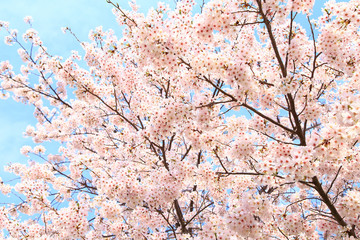 Cherry blossom under a blue sky