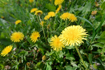 Yellow Dandelion Flowers