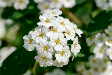 White Spiraea Flower