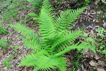 Fern in forest 