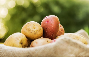 Potatoes, ripe root crops