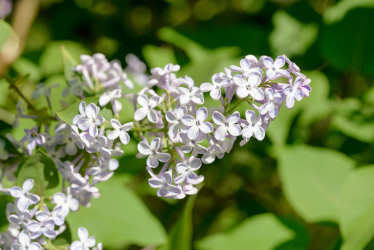 Syringa Vulgaris Madame Lemoine Flower, French Lilac