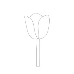 vector of tulips on white background