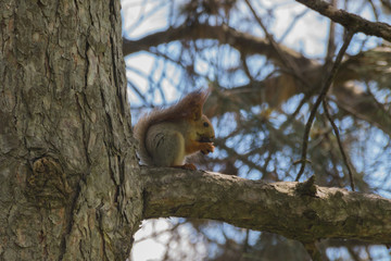 Squirrel on the tree