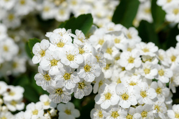 White Spiraea Flower