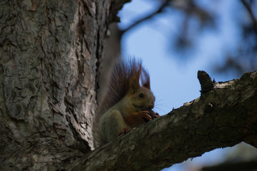 Squirrel on the tree