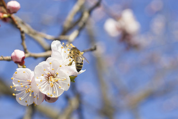 Bee on a fruit tree