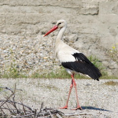 Fototapeta premium White Stork, ciconia ciconia