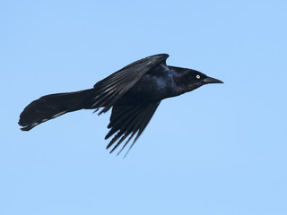 Boat-tailed Grackle in flight