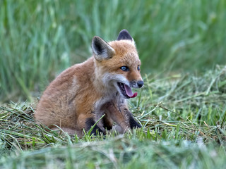 Red Fox Kit