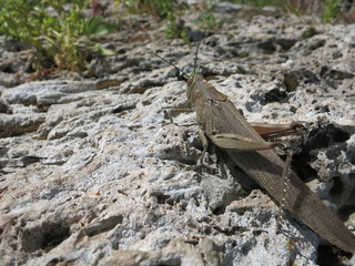 Большой кузнечик-саранча среди камней
