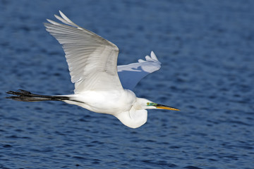 Great Egret in Flight over the Water