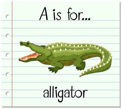 Flashcard letter A is for alligator