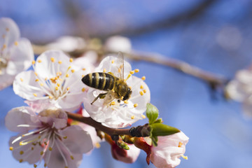 Bee on a fruit tree