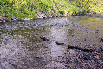  river with clear water.