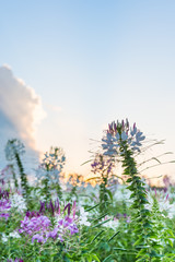 Spider Flower, Cleome Spinosa, Caparidaceae field sunset and sun