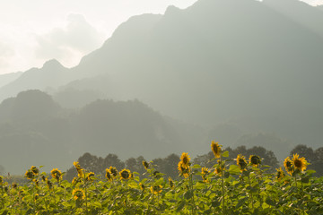 Beautiful sunflower field mountain background