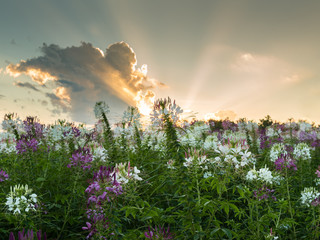 Spider Flower, Cleome Spinosa, Caparidaceae field sunset and sun