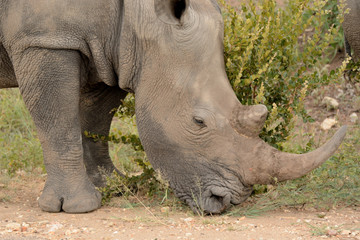 Obraz premium African White Rhinoceros portrait of one grazing close with an impressive horn