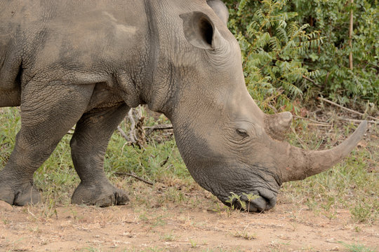 Portrait of an African white rhinoceros grazing 