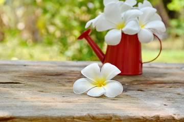 Beautiful one white Plumeria flowers on wooden table
